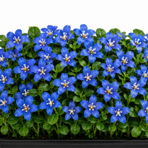 BORAGE