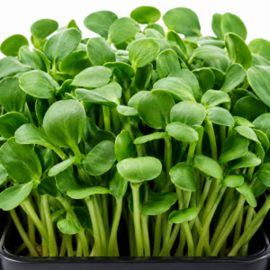BROCCOLI