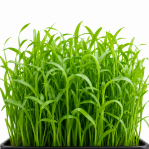 PEA SHOOTS