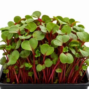 SWISS CHARD