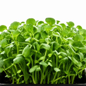WASABI